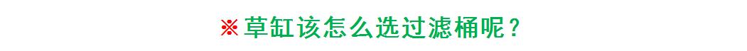 入坑草缸你准备好了吗,草缸入坑观赏鱼