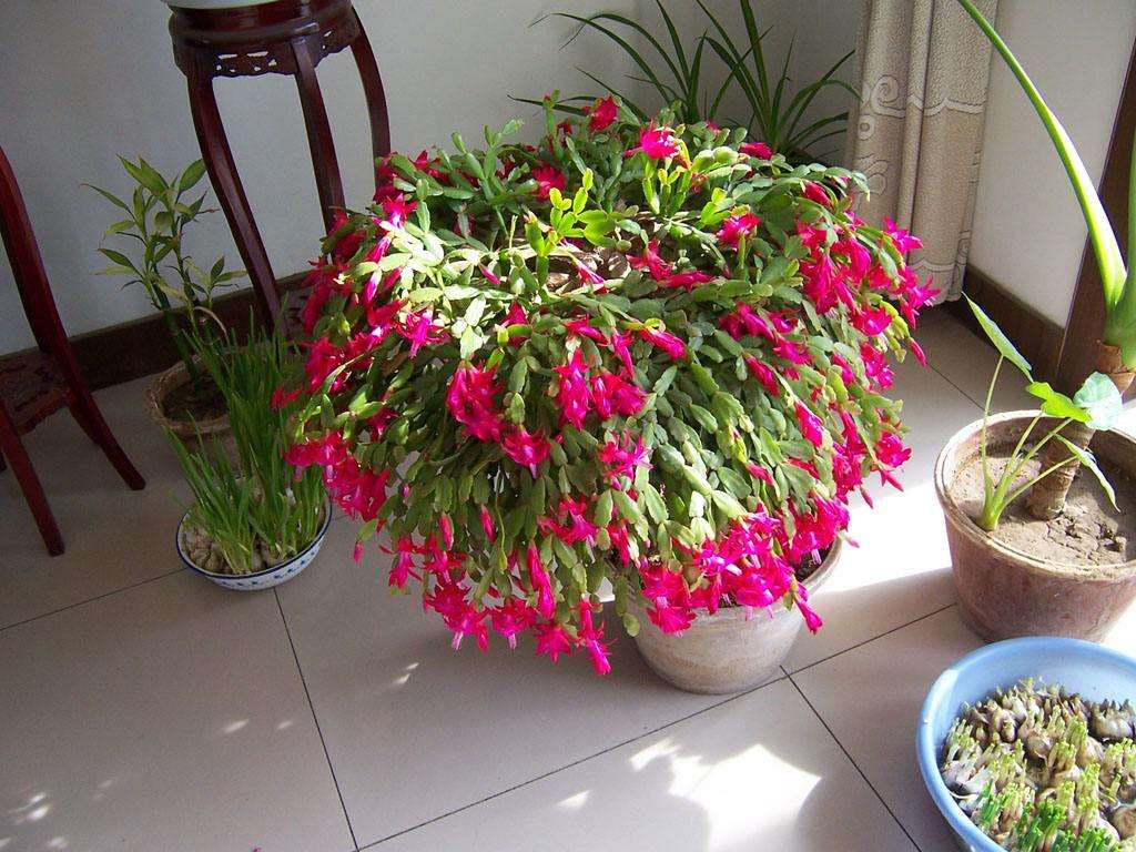 花没开就枯萎了图片,花前落蕾啥原因