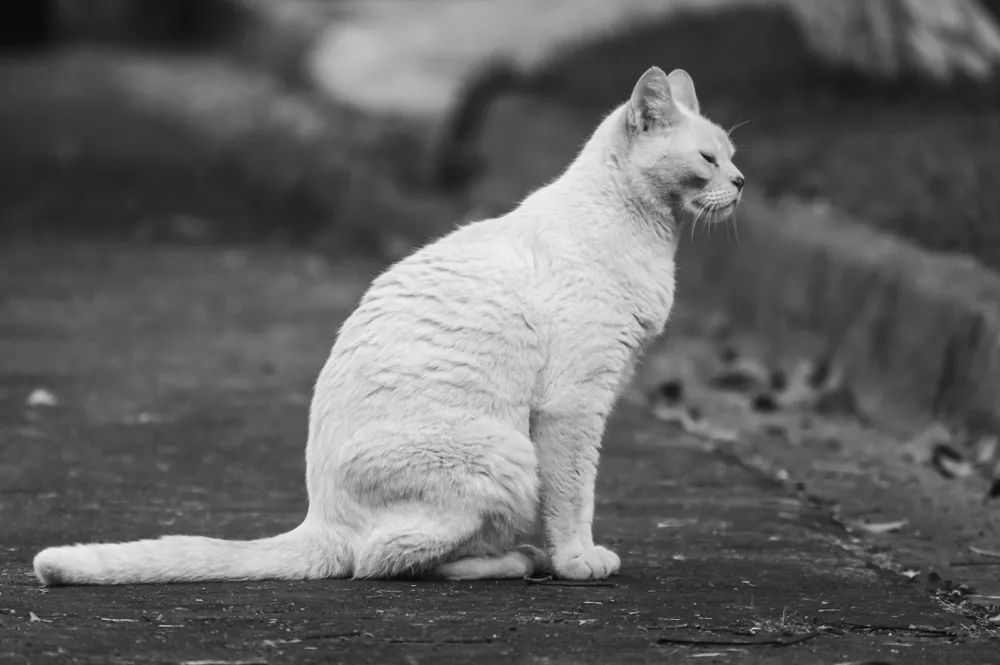 流浪猫的耳朵上为什么会缺了一角,流浪猫的耳朵上为什么会缺一角