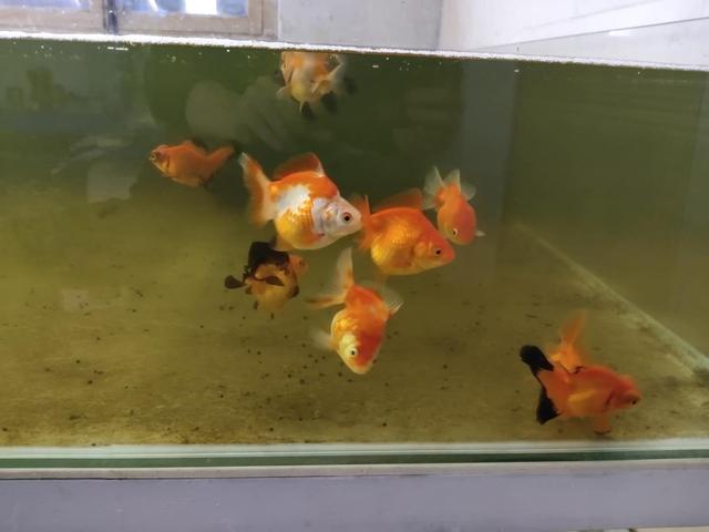家庭饲养观赏鱼的几个注意事项,第一次养观赏鱼注意事项