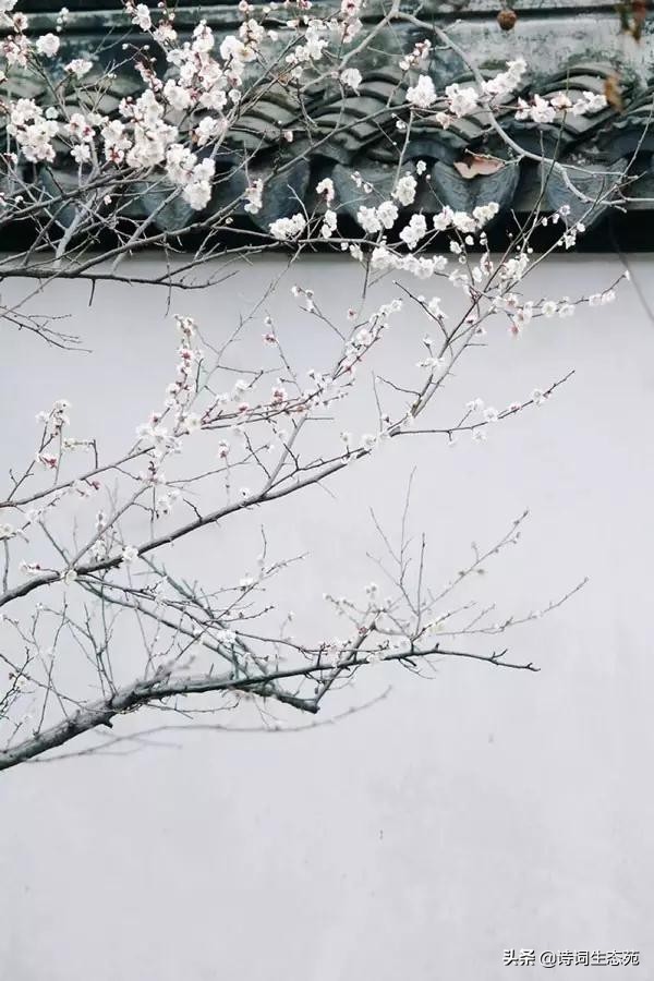 关于梅花我们应有怎样的人生追求,关于梅花我们想到了什么