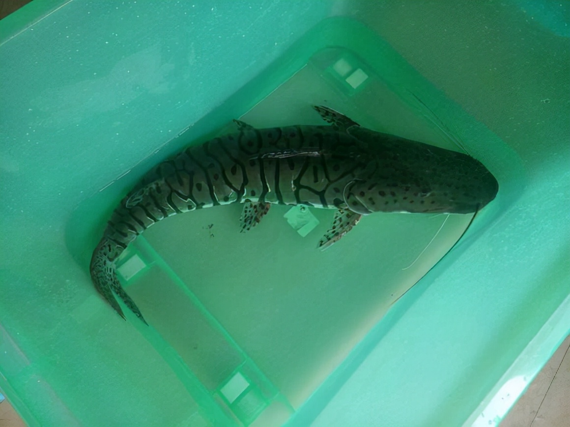 广东渔民捕获的怪鱼,广东淡水的怪鱼