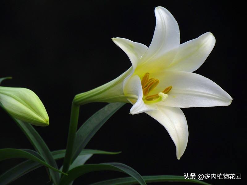 香水百合怎么养更持久,香水百合盆栽能在室内养吗
