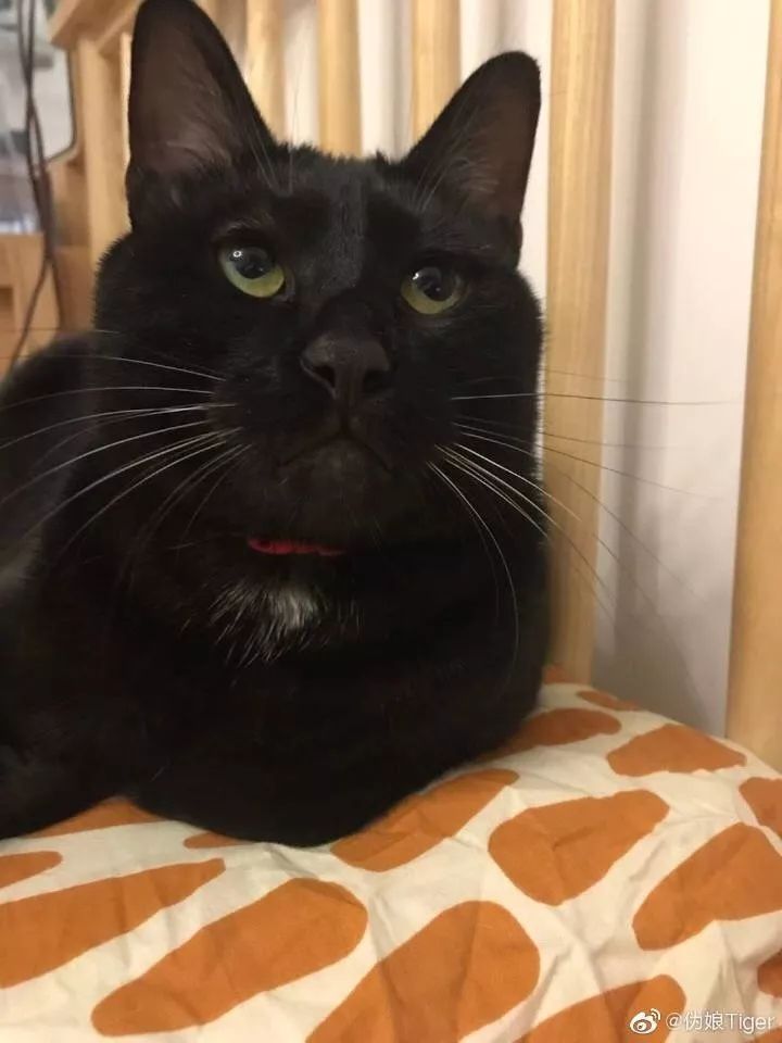 黑猫不吉利是谁说的,黑猫不吉利是真的吗