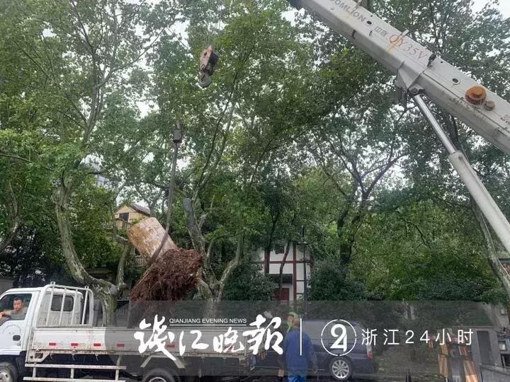 西湖60年大树被连根拔起,西湖大树被淹断电