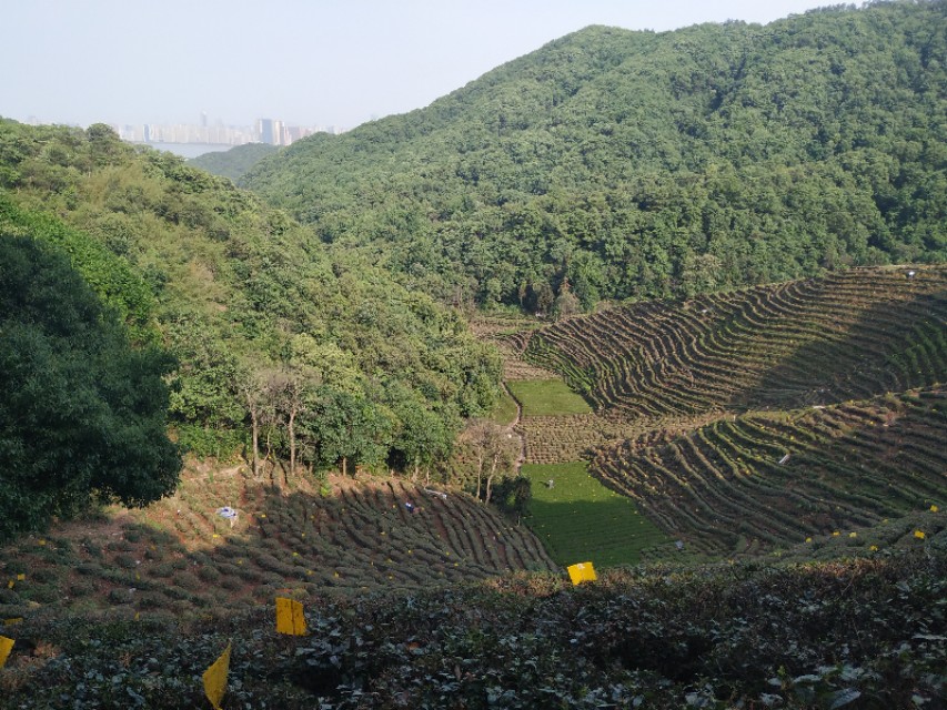 杭州西湖茶山游玩攻略,杭州西湖边游玩