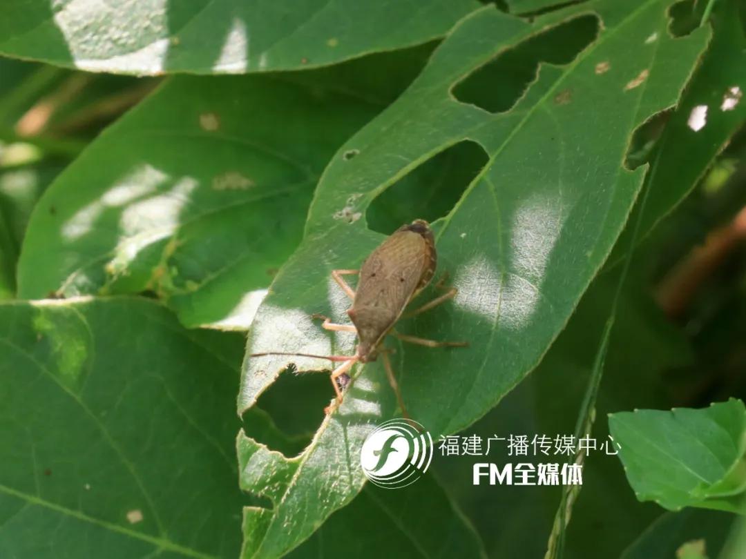 福州林先生家中突然闯入很多“不速之客”，又黑又臭，这到底是啥？