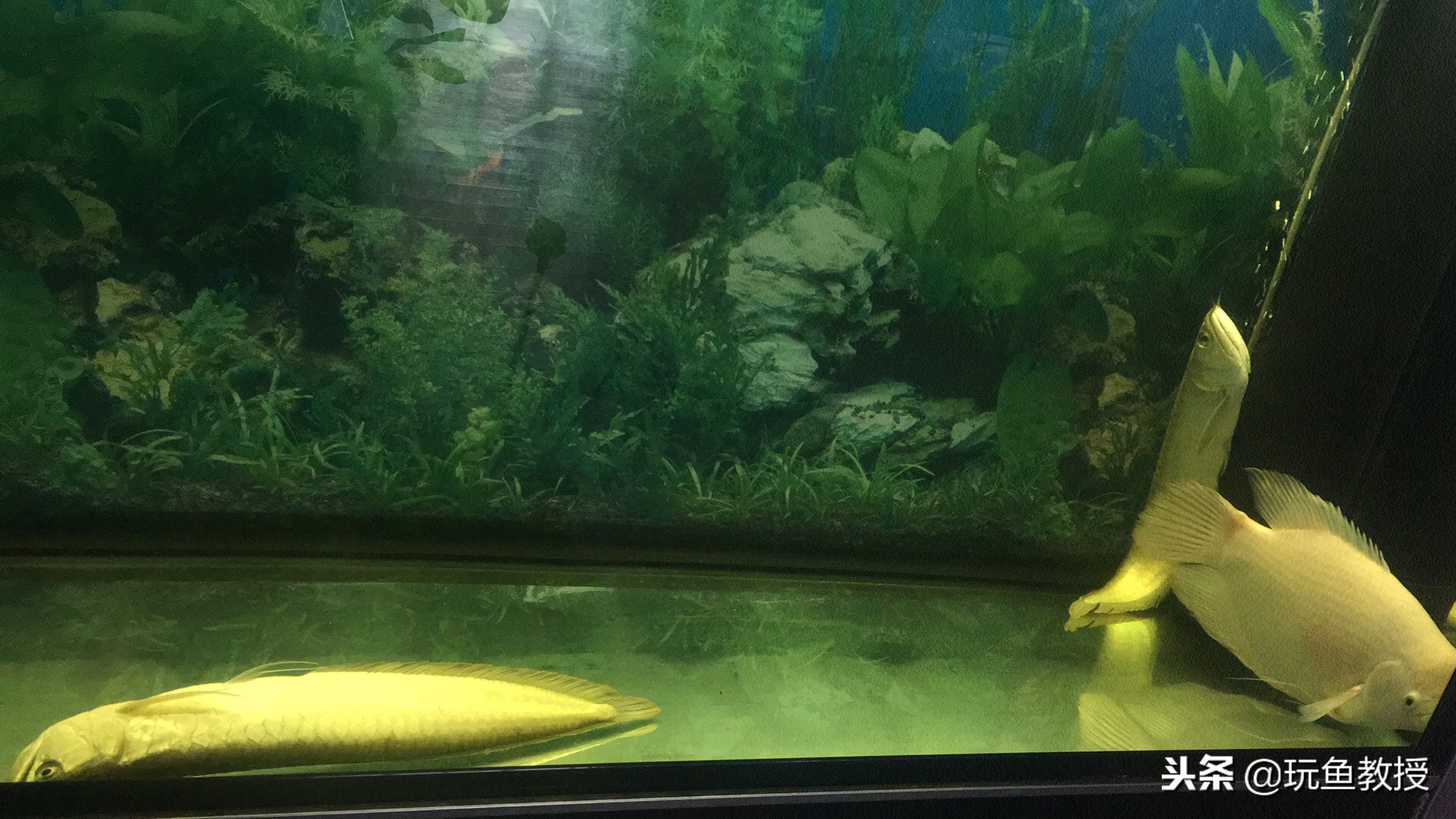 加热棒漏电的鱼会死吗,鱼缸加热棒电死几条鱼