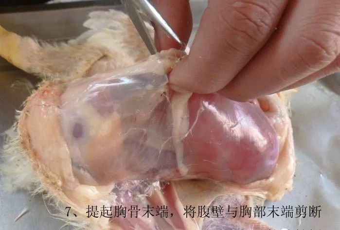 家禽常见疾病及检测方法书籍,家禽养殖疾病诊断