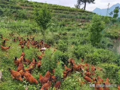 利润很吓人10个冷门农村创业项目,55到65岁在农村能创业什么项目