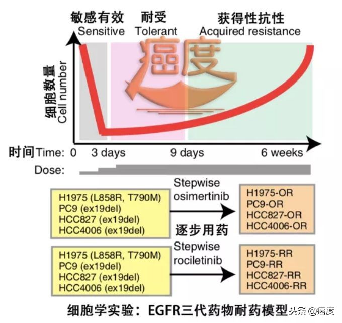 抗肿瘤靶向药品egfr,egfr靶向药品易瑞沙