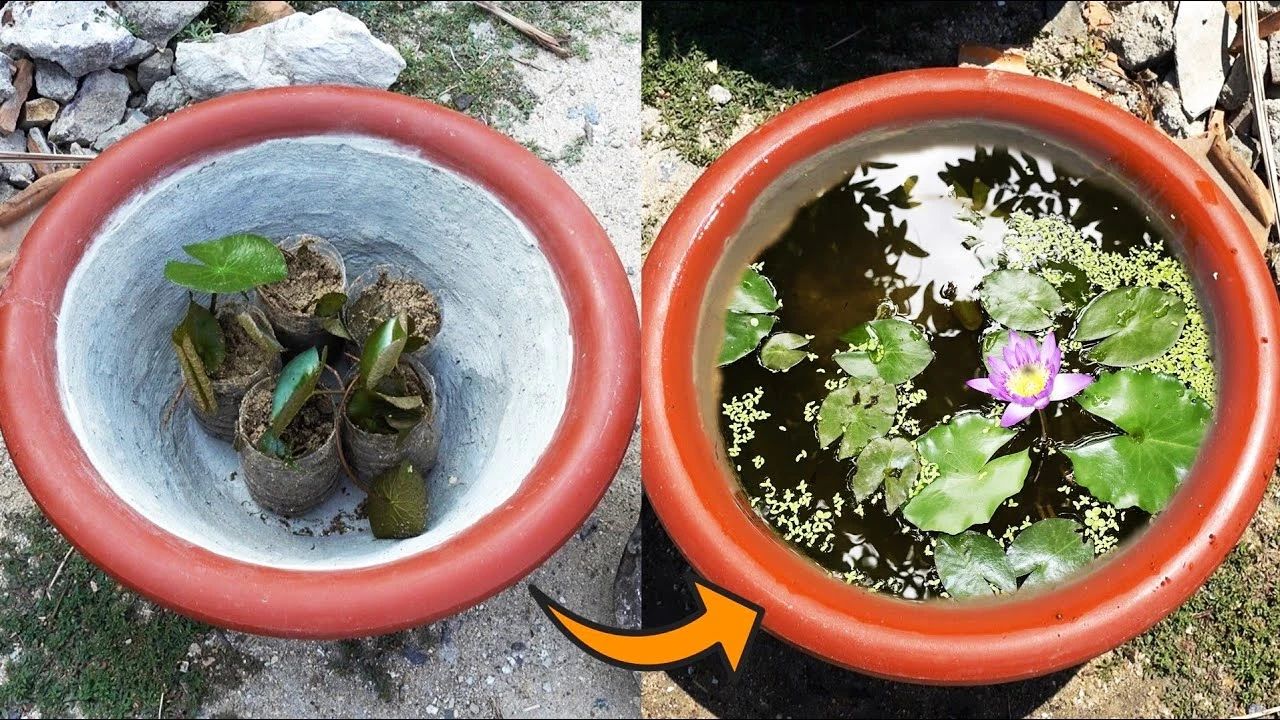 睡莲养在水缸里长虫了怎么办,睡莲长虫但是水里有鱼怎么办