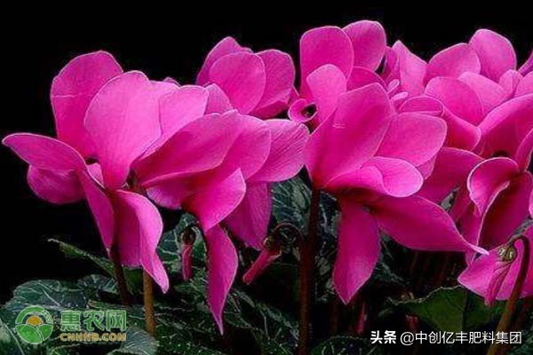 新买的仙客来叶子发黄怎么补救,仙客来买回来后叶子发黄枯萎