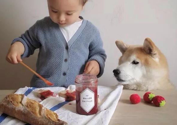 家里有小孩适合养什么小型犬,好养不吵不掉毛无异味的小型犬