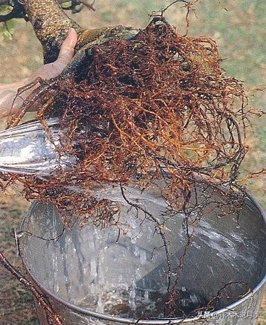 月季新手种植教程，购苗、修剪、施肥、浇水、喷药，手把手教你