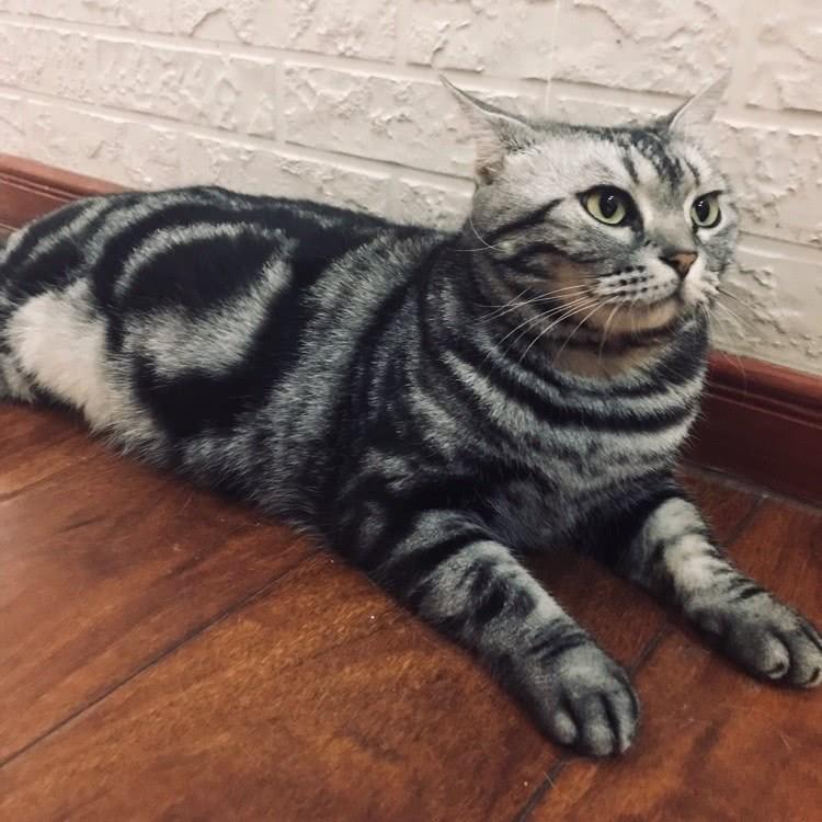 猫咪在家里乱拉尿怎么办,猫咪尿尿向后喷怎么解决