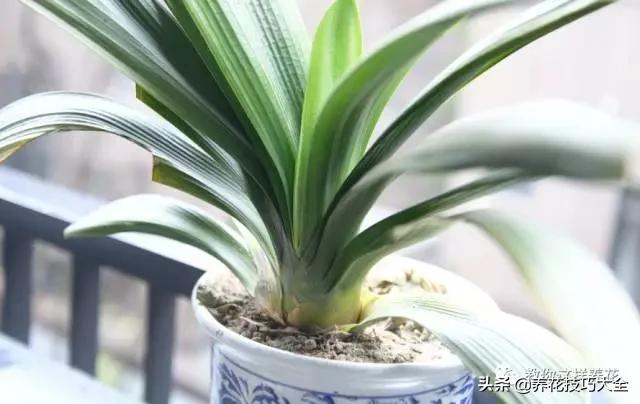 君子兰这样浇水，叶绿花大色更艳，一年能长6片叶
