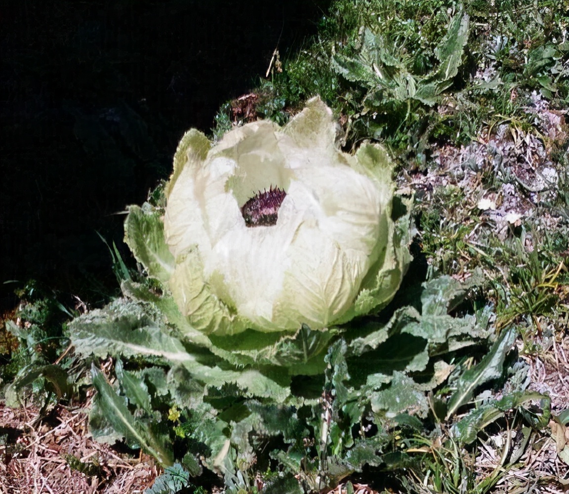 *疆新**的“天山雪莲”，长成1棵要8年，价值珍贵，1朵就要上千上万