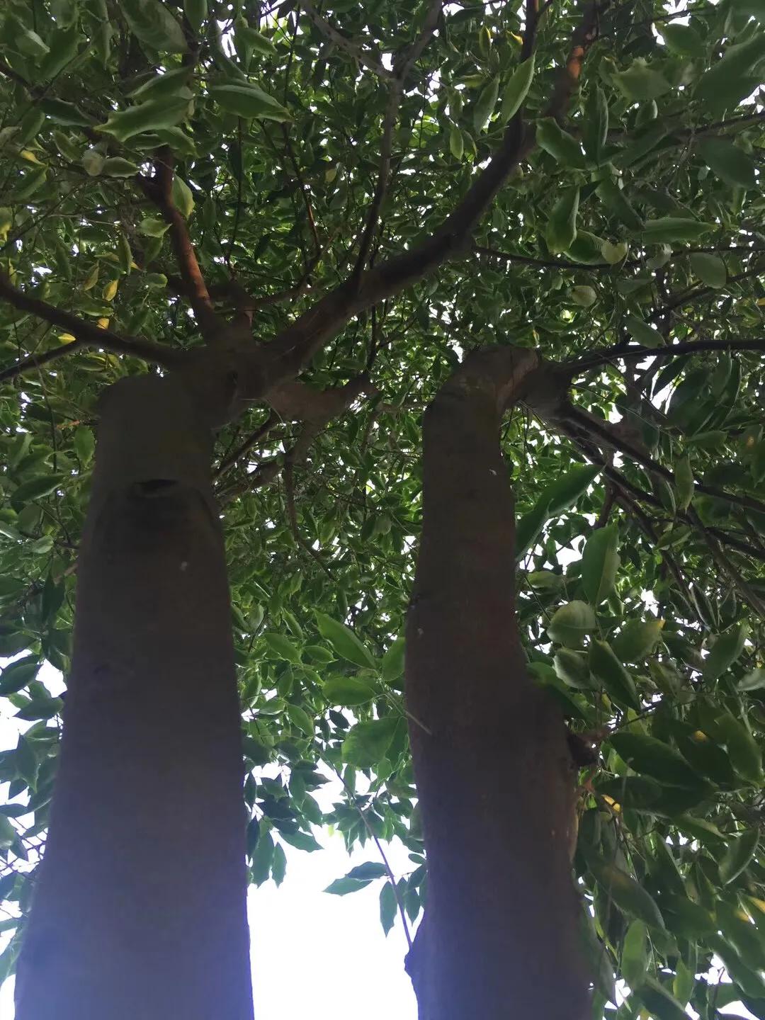 奇楠沉香茶春茶,沉香奇楠花茶小众