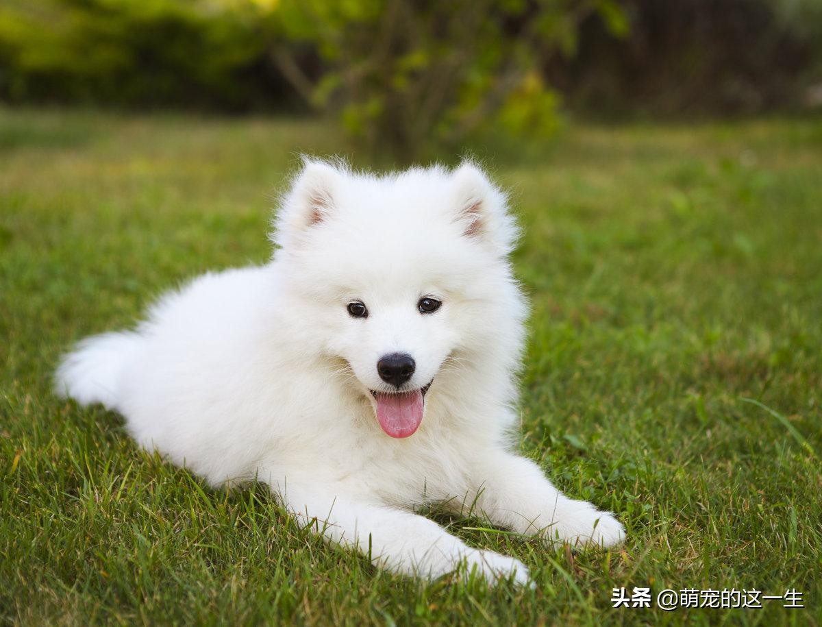 微笑天使萨摩耶优缺点,微笑天使萨摩耶聪明吗