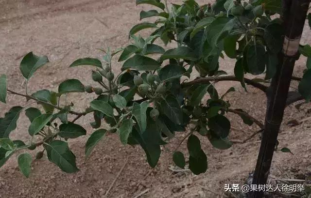 刘全保苹果主干形冬季修剪,枣树主干形幼树修剪
