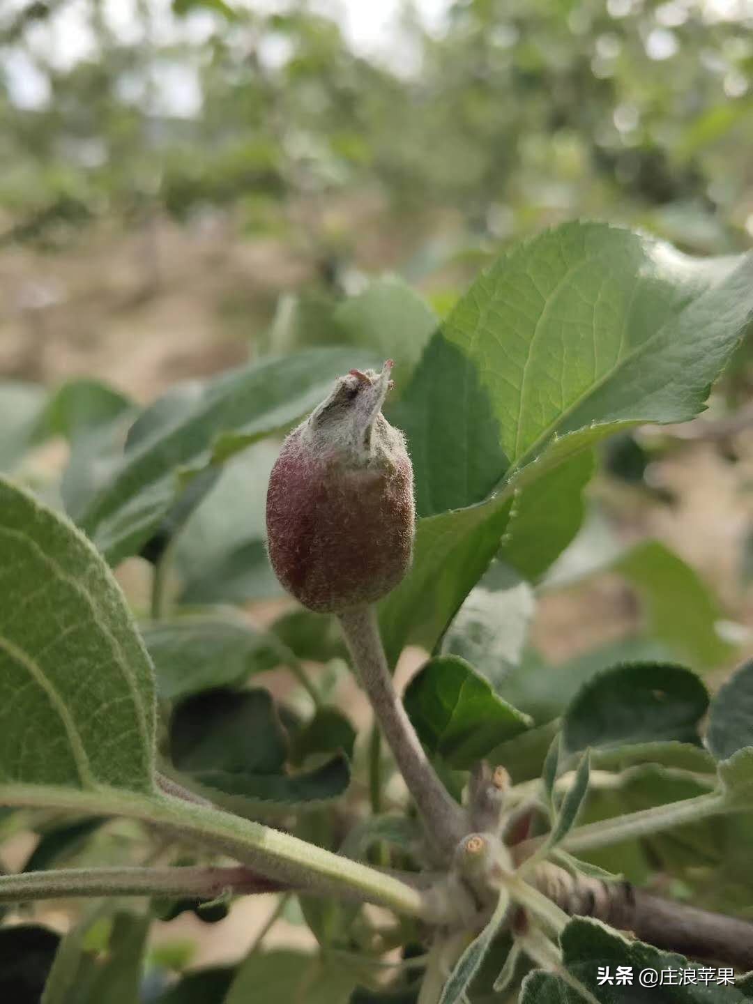 果树环切生根技术,果树环割生根技术视频