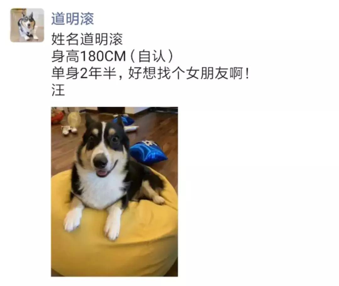 马克深圳最秀狗咖