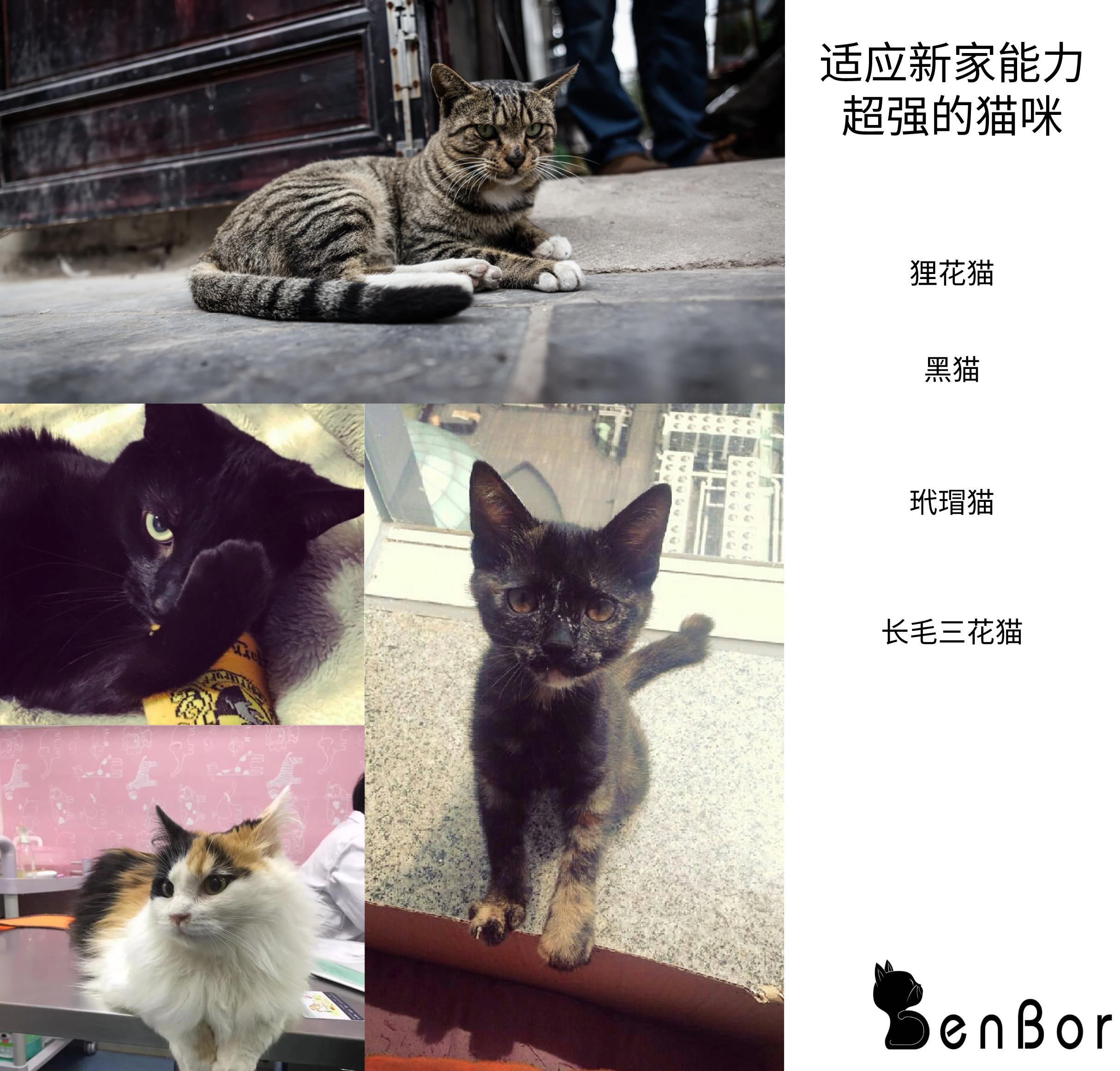 英短猫的颜色就能看出猫的脾气,猫咪不同颜色猫爪分辨猫咪的脾气