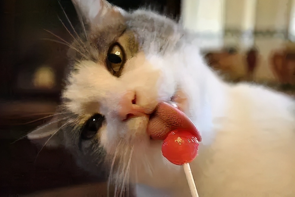 猫咪长蛀牙了需要拔掉吗,猫有蛀牙怎么处理最好