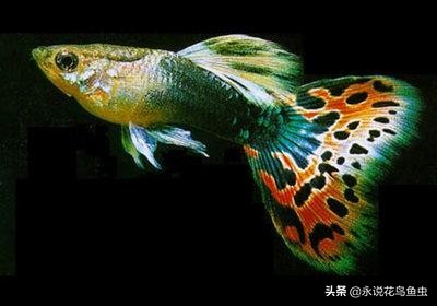 孔雀鱼死亡原因及症状,孔雀鱼死亡原因及治疗