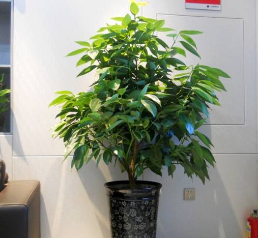 50种常见花卉浇水技巧,50种花卉种植技巧