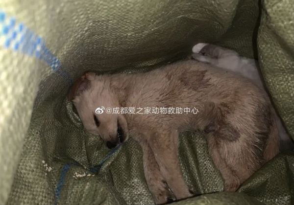 “宠物盲盒”再次秘密上架：血染的快递，是宠爱还是*杀虐**