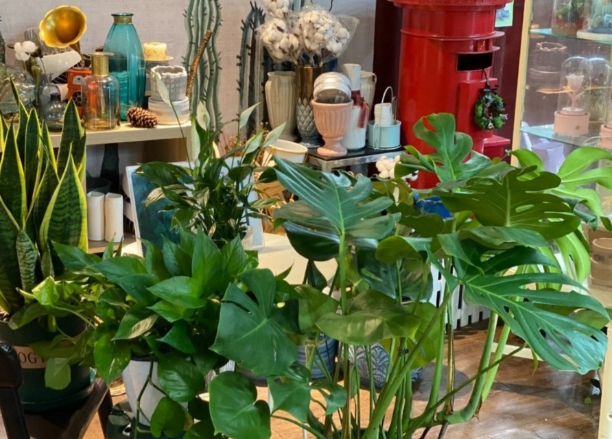 什么绿植吸甲醛效果最好又快,绿植甲醛吸收排行榜