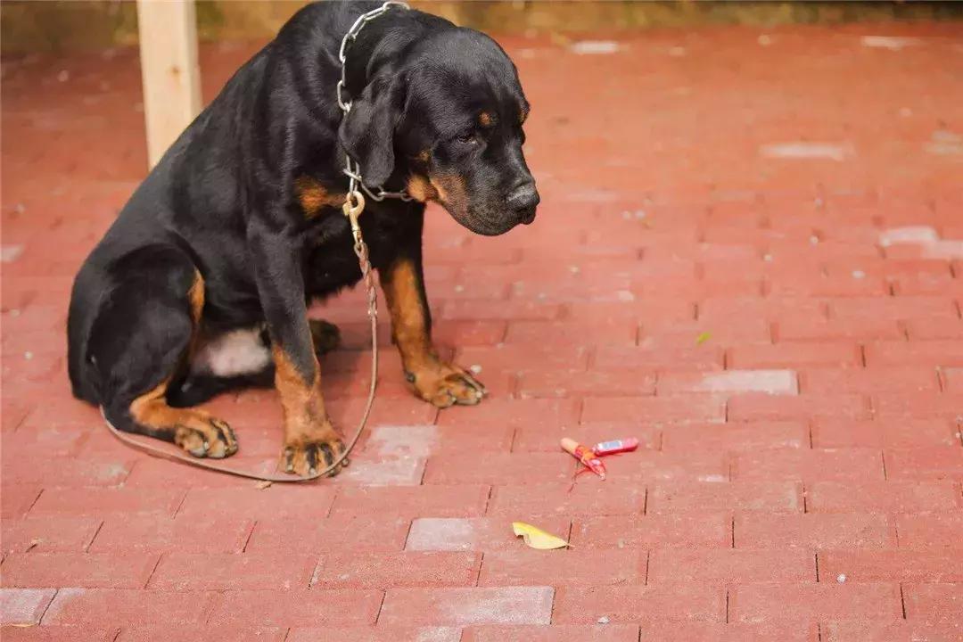 新手铲屎官训狗狗的方法大全,狗狗喂养小常识铲屎官你get了吗