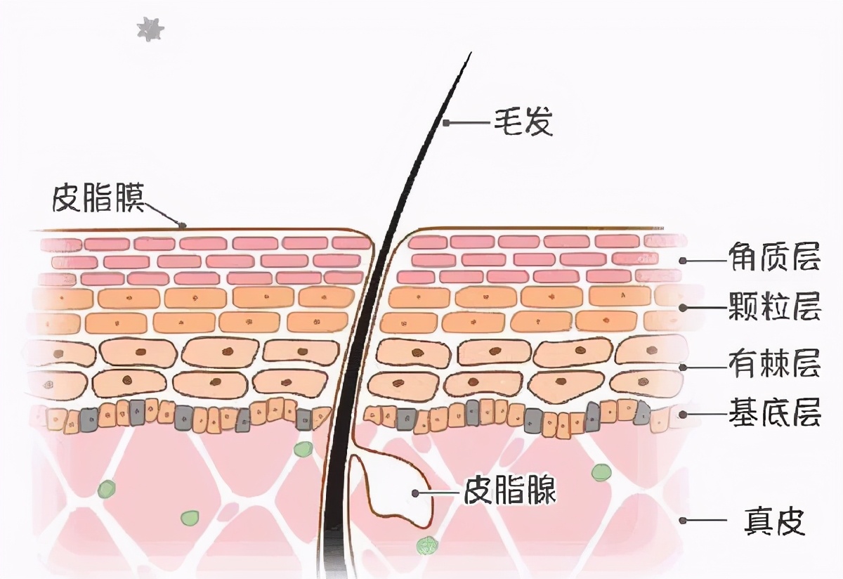 角质层被划破会感染狂犬吗,角质层破坏是皮肤屏障受损吗