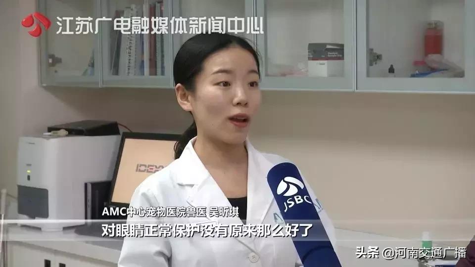 有人竟花1万给猫拉了双眼皮！网友炸锅：斟酌过猫的感受吗？