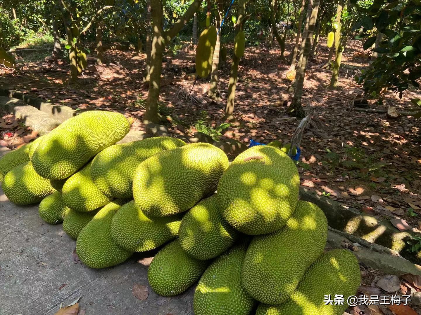 菠萝蜜会变轻吗,菠萝蜜熟了会发芽可以吃吗