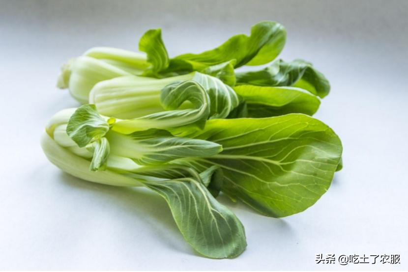 小青菜种植技术,小青菜种植和管理
