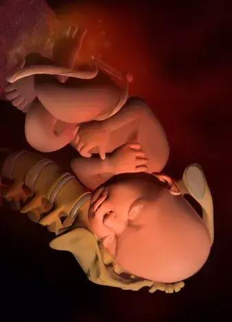 孕期知识六：妊娠第9-10个月