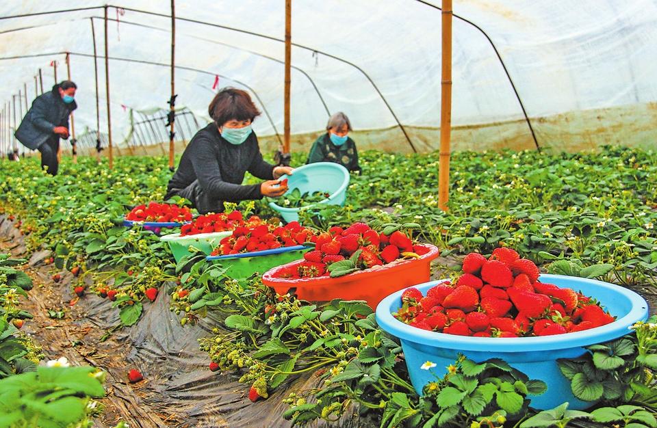 草莓土壤里有虫怎么处理,草莓棚四大病害