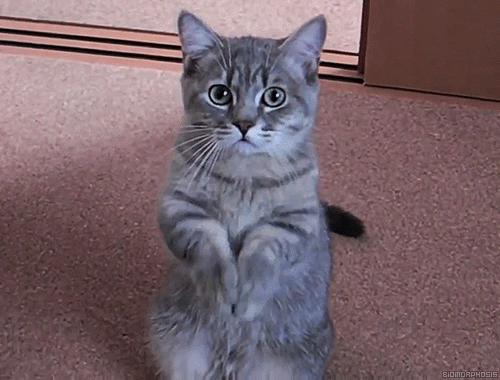 猫咪如果感染弓形虫怎么办,有弓形虫的猫咪多久排一次弓形虫