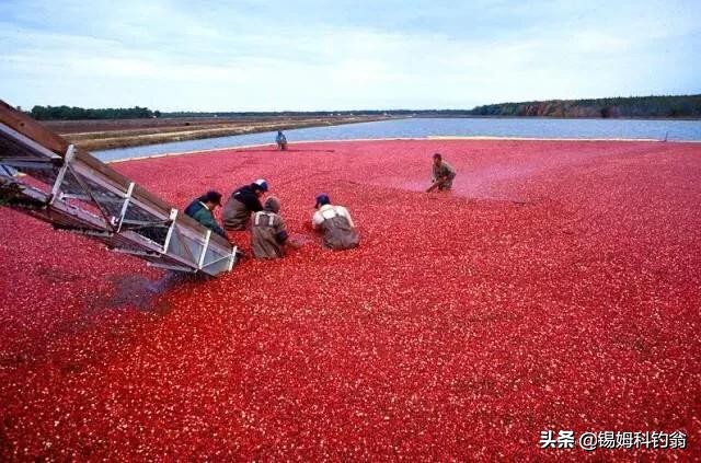 蔓越莓小知识,蔓越莓的秘密