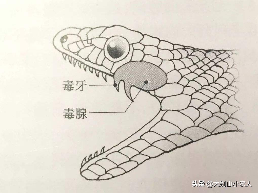 真•全村吃饭蛇：脾气温顺但毒素却能深入骨髓，就是被咬后要睡觉