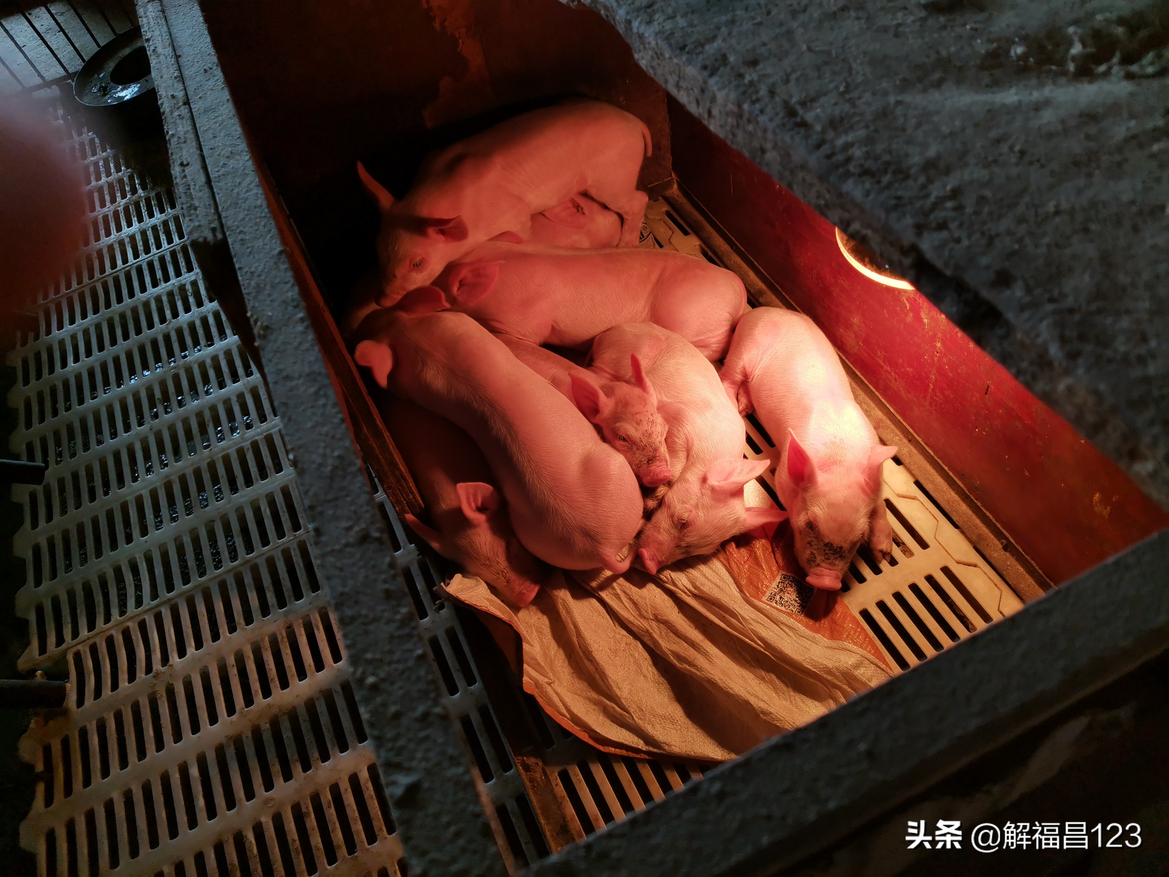 科学养猪，年纯收入200万元，请看养猪达人是怎么做到的