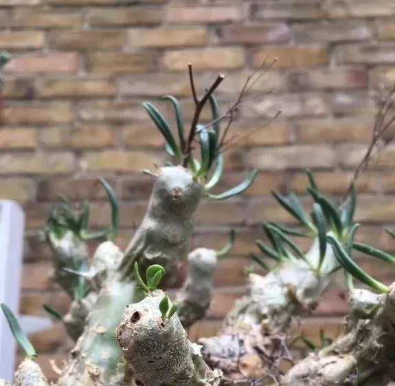 这几种常见的多肉植物有毒，你家里有养吗？