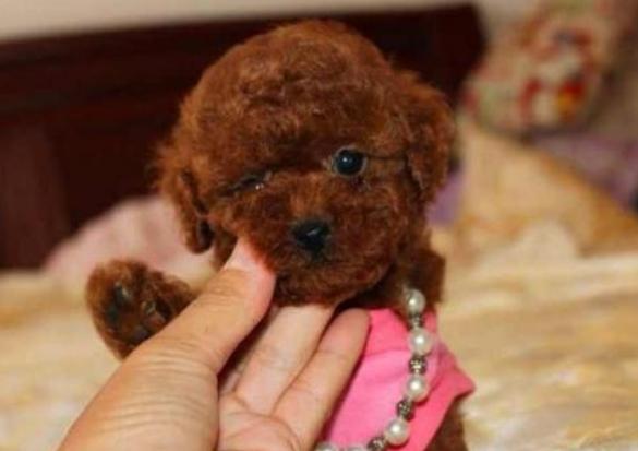 纯种泰迪犬脾气及介绍,纯种泰迪犬串串