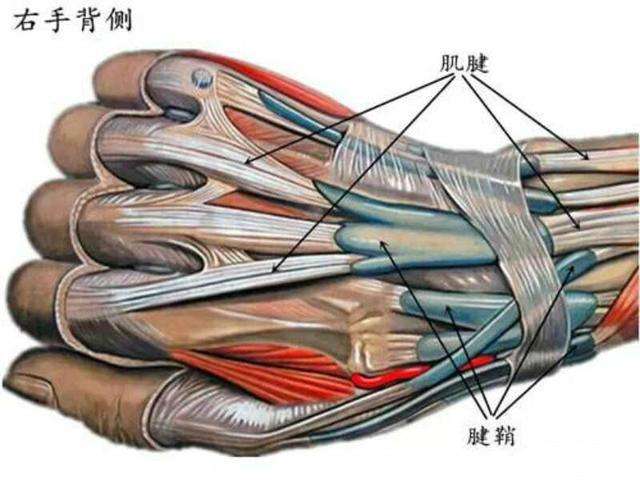 骨科医生手腕囊肿,骨科医生能看腱鞘囊肿吗