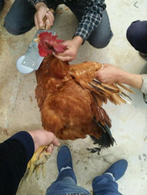 吃鸡杀鸡小技巧,杀鸡前的准备工作