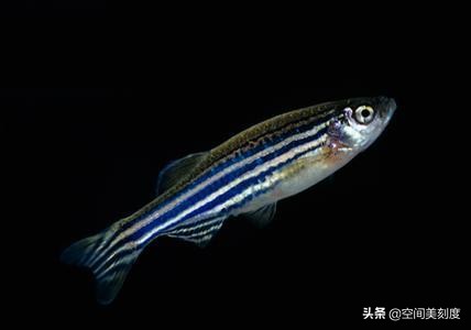 易养的热带观赏鱼有哪些,好养耐活的热带观赏鱼都有哪些