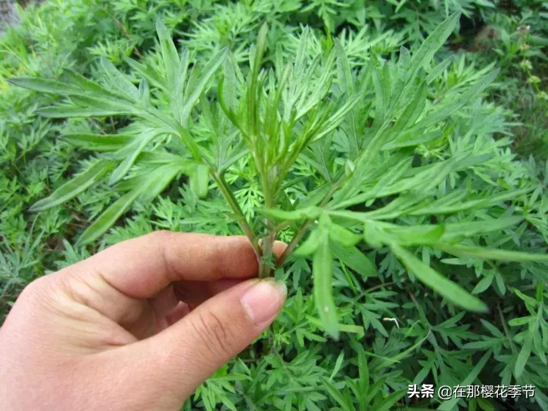 一位客家妈妈用艾草煮水给儿子洗澡，结果万万没想到.